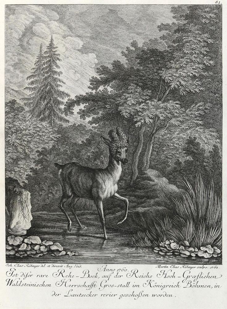 Große Abbildung Nr.1: 133-2165 Ridinger,E.J.: (Varia, Jagd, Rehe)