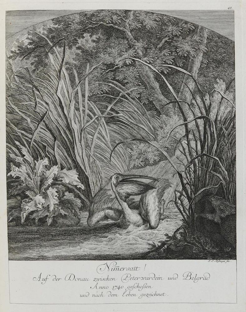 Große Abbildung Nr.1: 133-2166 Ridinger,E.J.: (Varia, Jagd, Vögel)