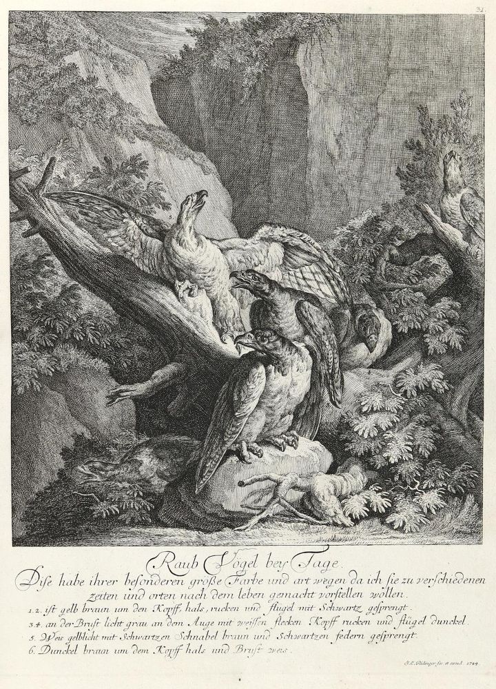 Große Abbildung Nr.1: 133-2167 Ridinger,E.J.: (Varia, Jagd, Vögel)