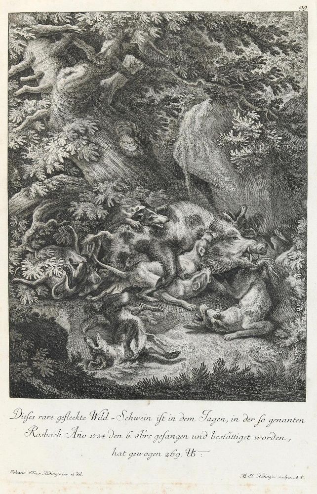 Große Abbildung Nr.1: 133-2169 Ridinger,E.J.: (Varia, Jagd, Wildschweine)