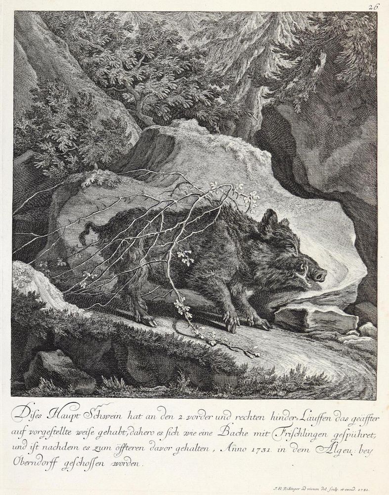 Große Abbildung Nr.1: 133-2170 Ridinger,E.J.: (Varia, Jagd, Wildschwein)