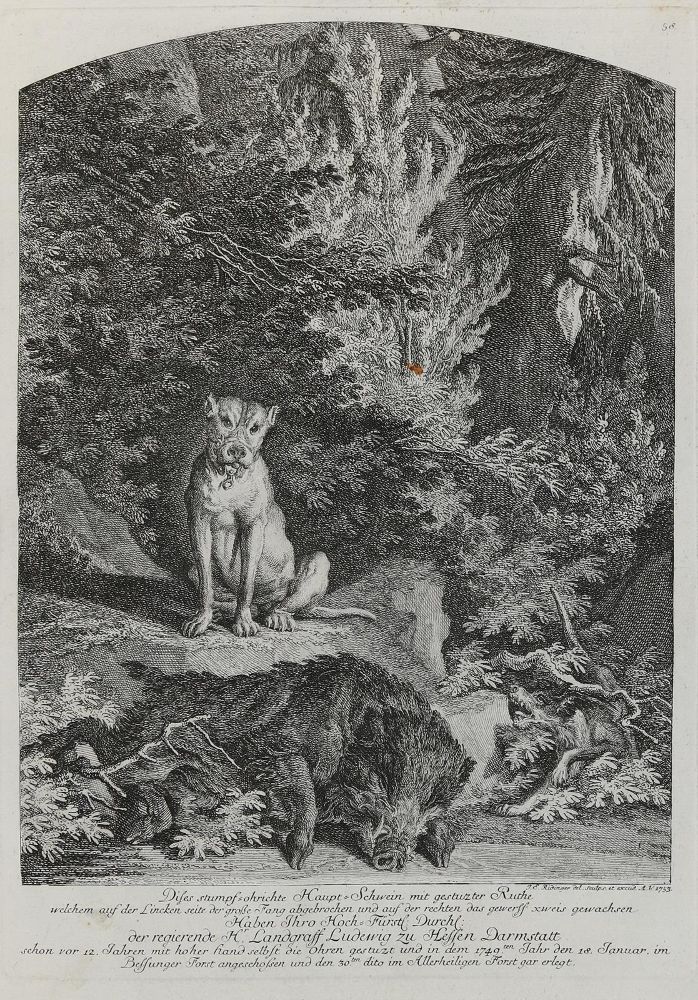 Große Abbildung Nr.1: 133-2171 Ridinger,E.J.: (Varia, Jagd, Wildschweine)