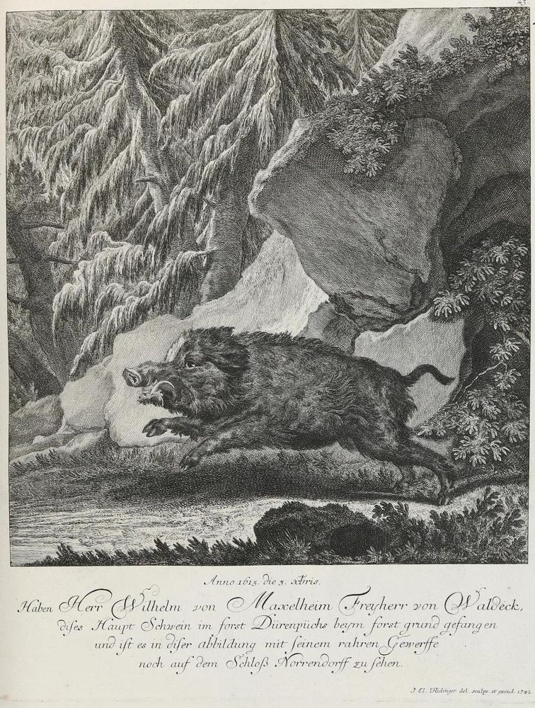 Große Abbildung Nr.1: 133-2172 Ridinger,E.J.: (Varia, Jagd, Wildschwein)