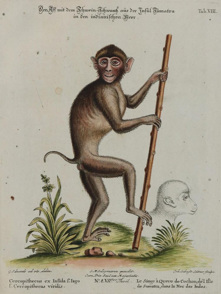 Große Abbildung Nr.1: 133-2252 Affe.: (Varia, Zoologie)