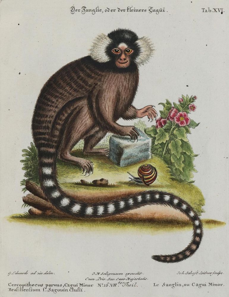 Große Abbildung Nr.1: 133-2255 Affe.: (Varia, Zoologie)