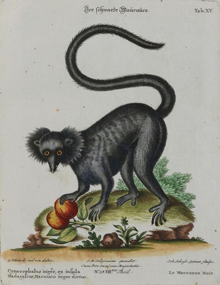 Große Abbildung Nr.1: 133-2256 Affe.: (Varia, Zoologie)