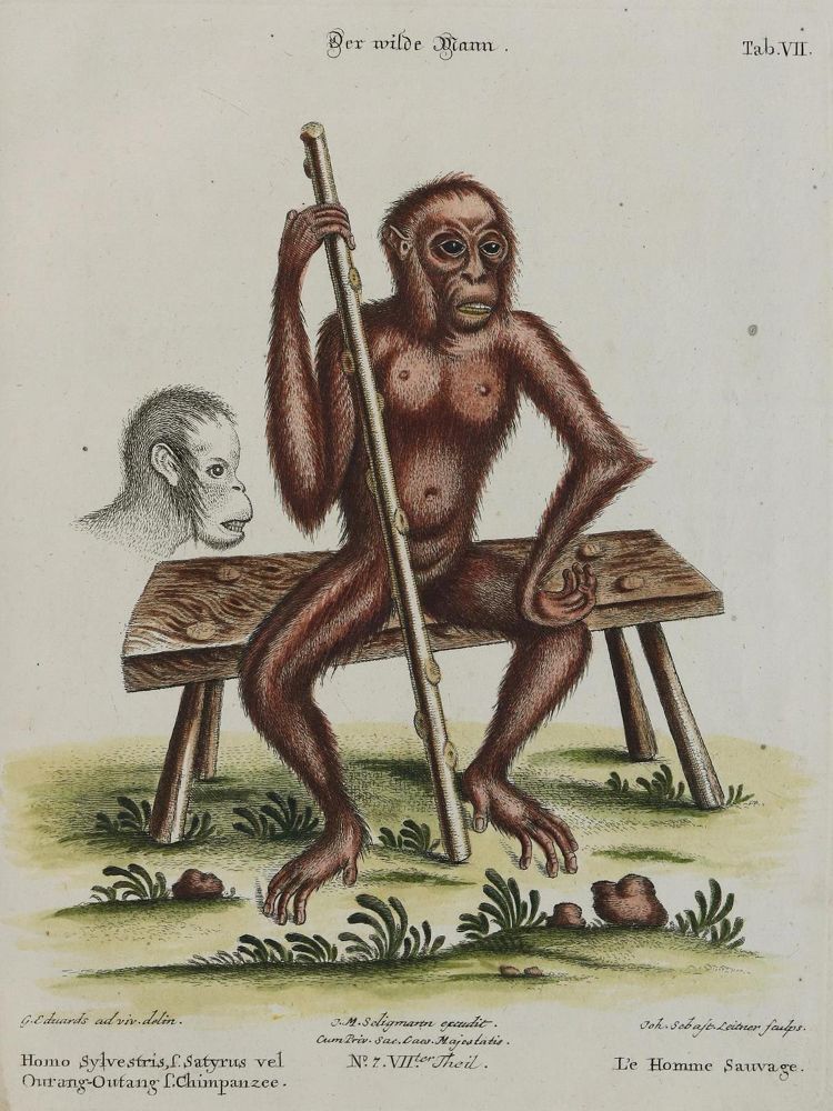 Große Abbildung Nr.1: 133-2257 Affe.: (Varia, Zoologie)