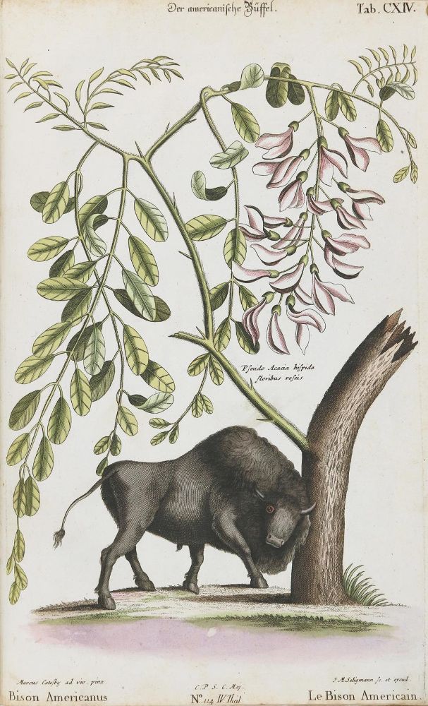 Große Abbildung Nr.1: 133-2259 Büffel.: (Varia, Zoologie)