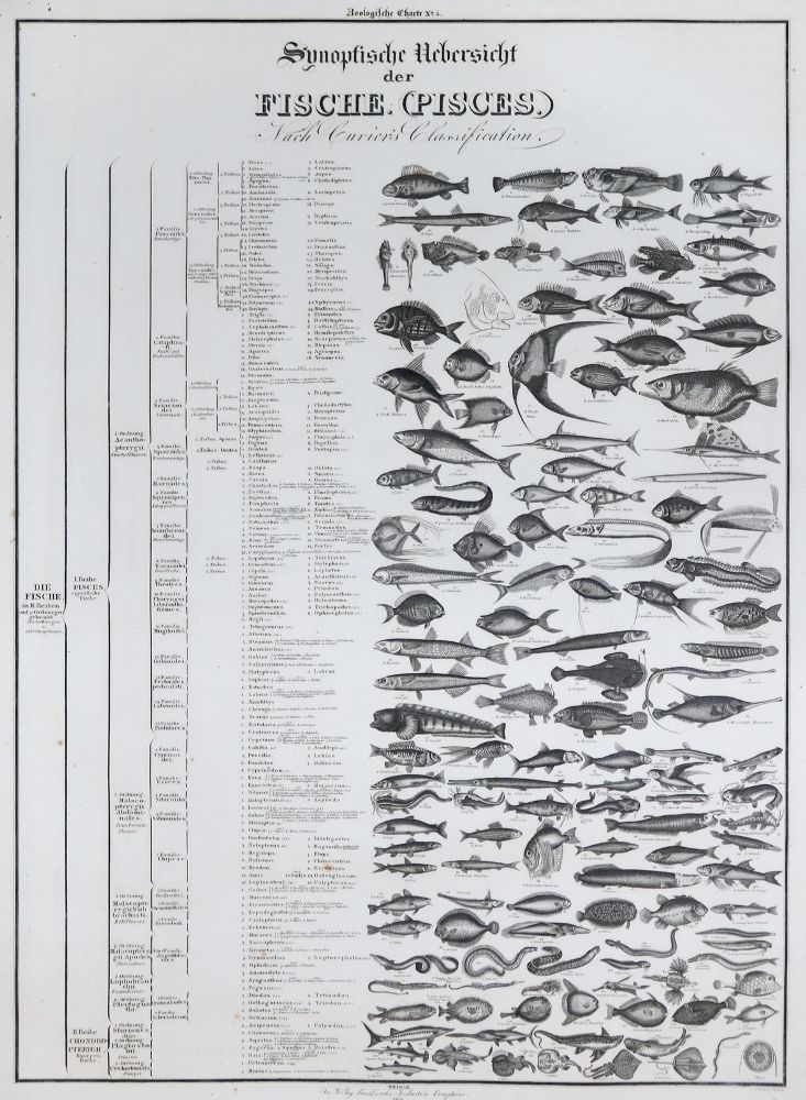 Große Abbildung Nr.1: 133-2260 Comte,J.A.: (Varia, Zoologie)