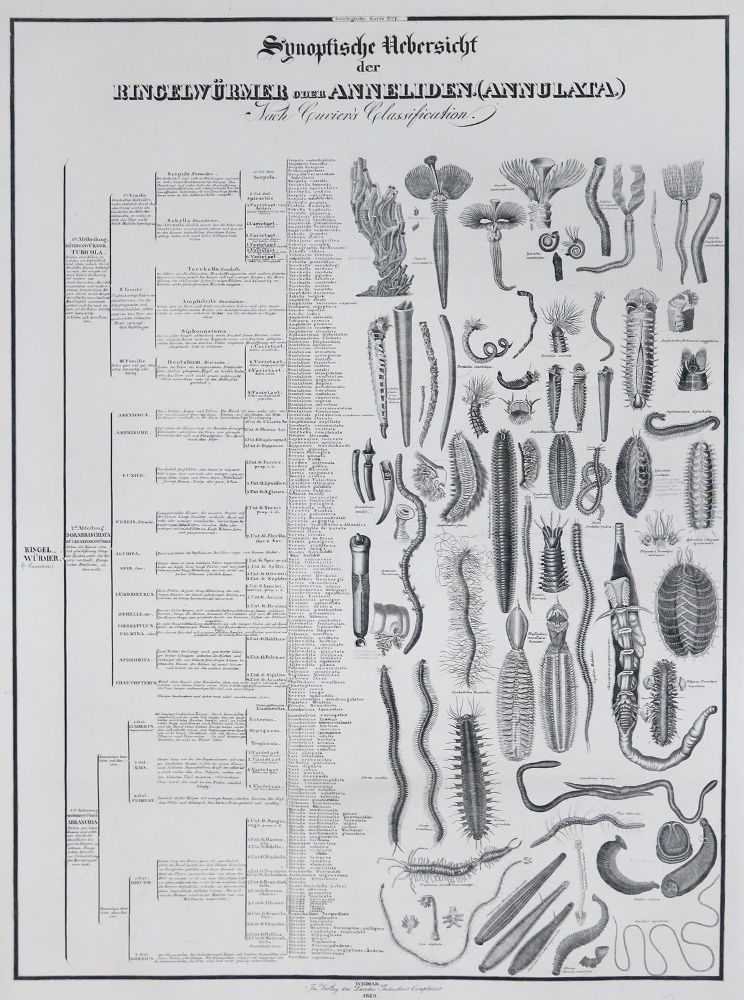 Große Abbildung Nr.2: 133-2260 Comte,J.A.: (Varia, Zoologie)
