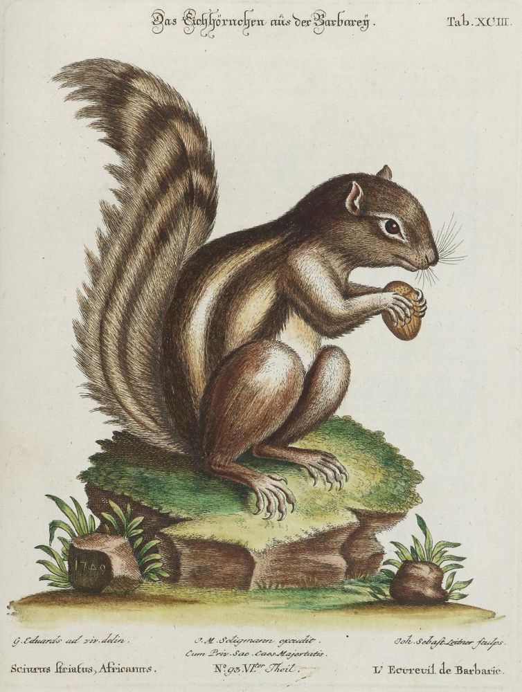 Große Abbildung Nr.1: 133-2261 Eichhörnchen.: (Varia, Zoologie)