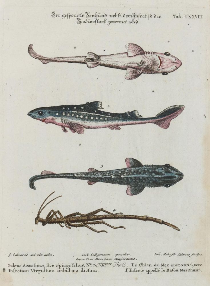 Große Abbildung Nr.1: 133-2266 Fisch.: (Varia, Zoologie)