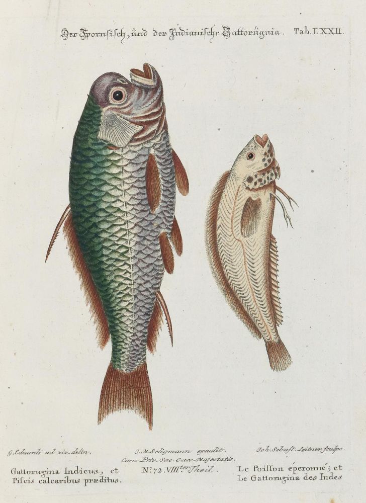 Große Abbildung Nr.1: 133-2267 Fisch.: (Varia, Zoologie)