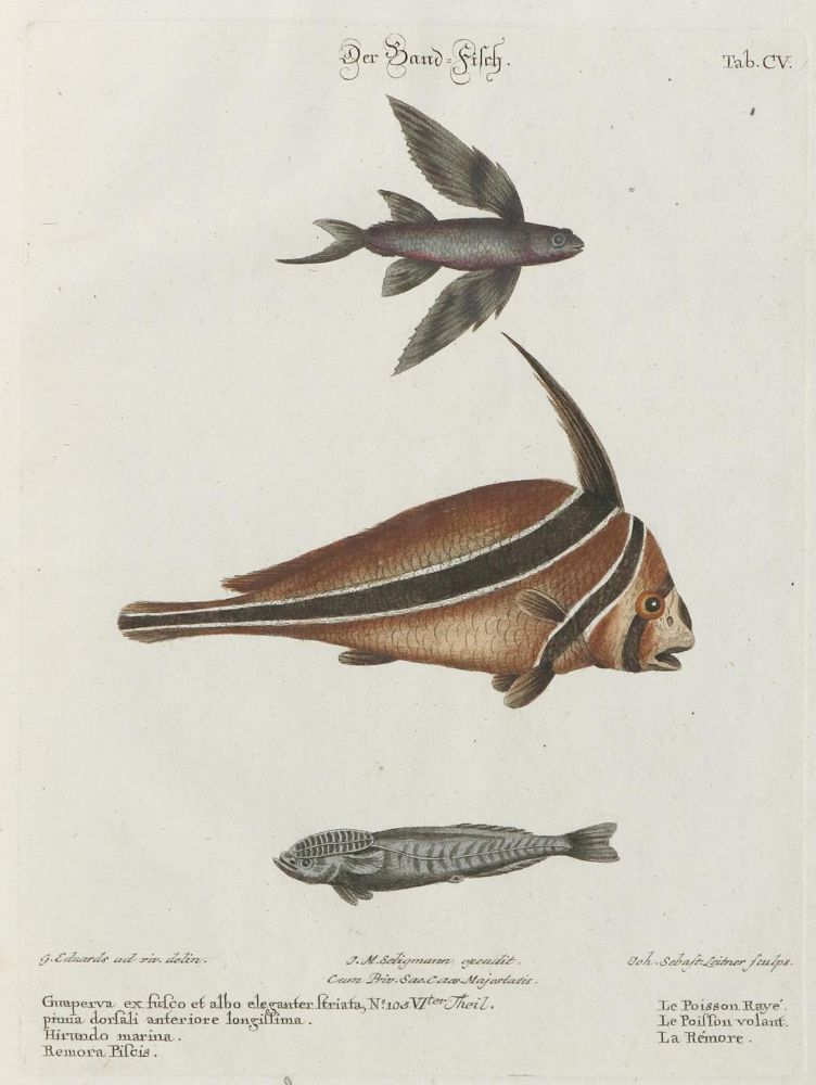 Große Abbildung Nr.1: 133-2270 Fisch.: (Varia, Zoologie, Fische)
