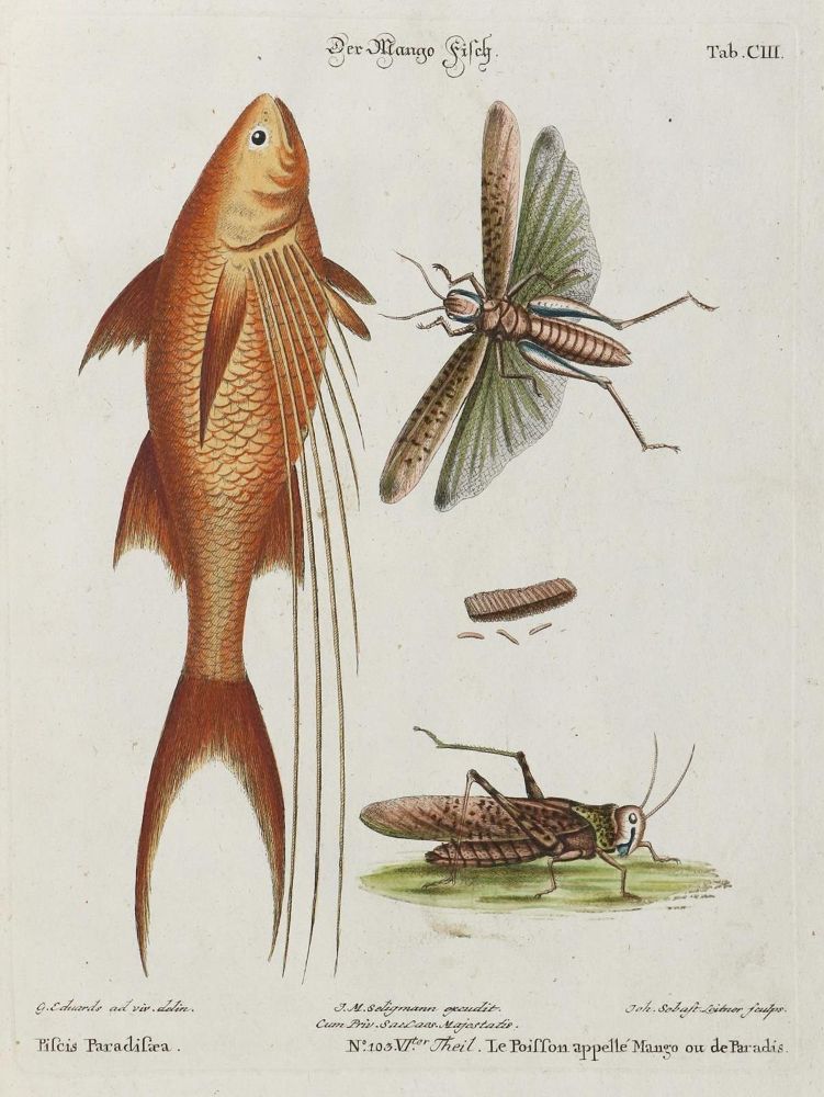 Große Abbildung Nr.1: 133-2272 Mango-Fisch.: (Varia, Zoologie, Fische)