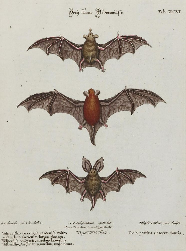 Große Abbildung Nr.1: 133-2273 Fledermaus.: (Varia, Zoologie)