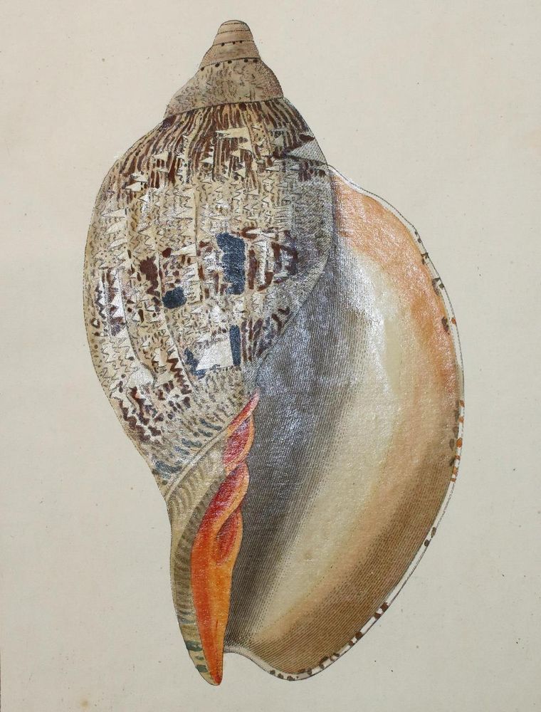 Große Abbildung Nr.1: 133-2279 Konvolut: (Varia, Zoologie)
