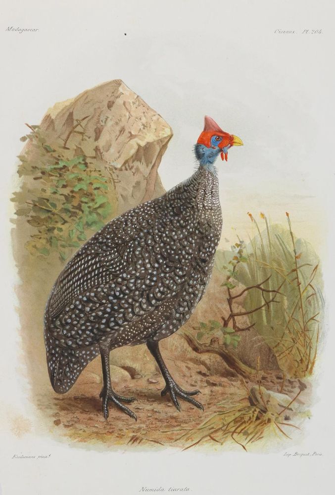 Große Abbildung Nr.1: 133-2280 Vögel.: (Varia, Zoologie, Madagaskar)