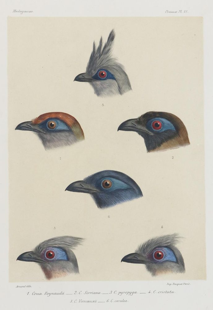 Große Abbildung Nr.2: 133-2280 Vögel.: (Varia, Zoologie, Madagaskar)