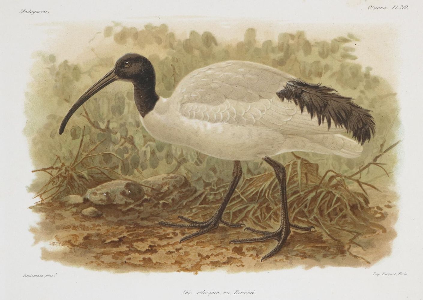 Große Abbildung Nr.3: 133-2280 Vögel.: (Varia, Zoologie, Madagaskar)