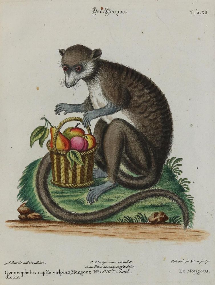 Große Abbildung Nr.1: 133-2281 Manguste.: (Varia, Zoologie)