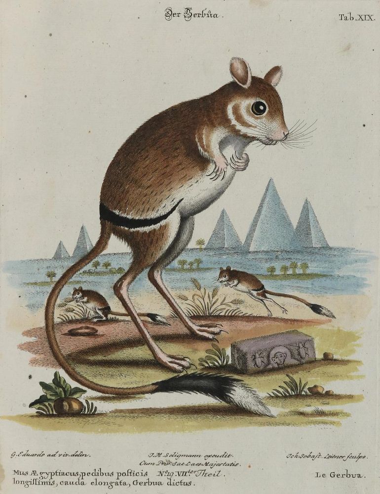 Große Abbildung Nr.1: 133-2282 Maus.: (Varia, Zoologie)