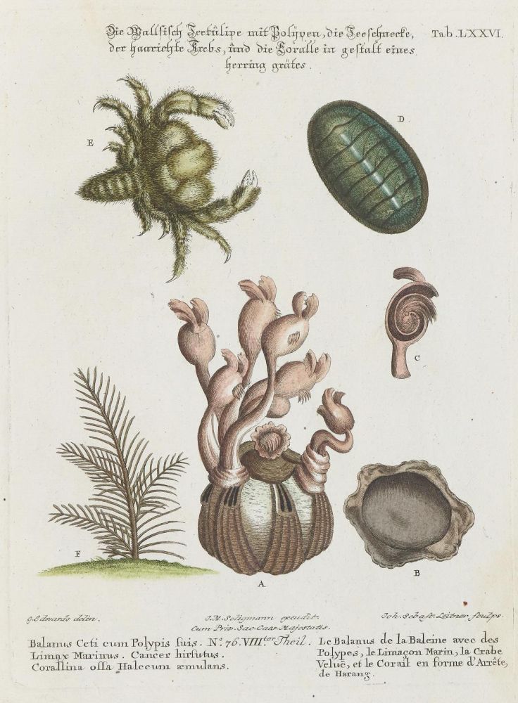 Große Abbildung Nr.1: 133-2283 Meerestier.: (Varia, Zoologie)
