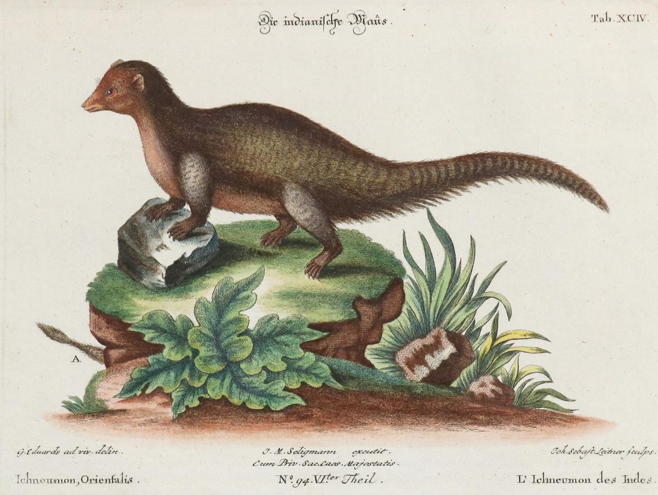 Große Abbildung Nr.1: 133-2285 Nagetier.: (Varia, Zoologie)