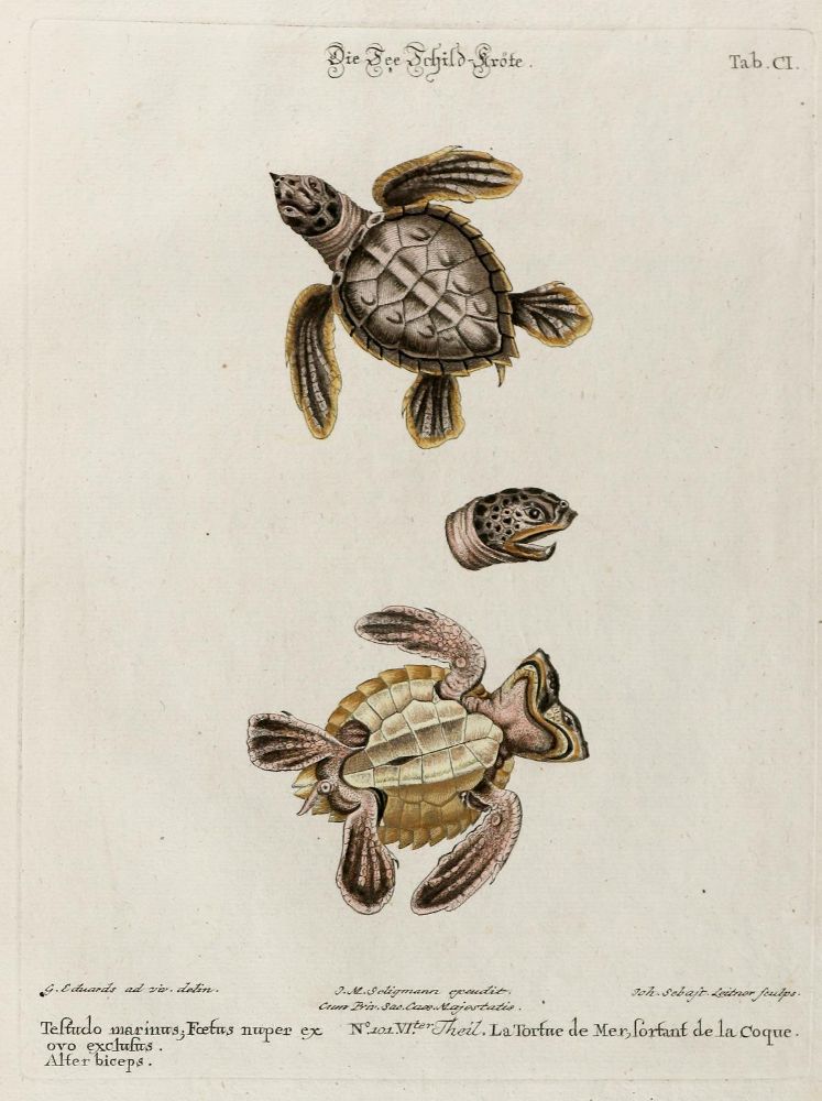 Große Abbildung Nr.1: 133-2290 Schildkröte.: (Varia, Zoologie)