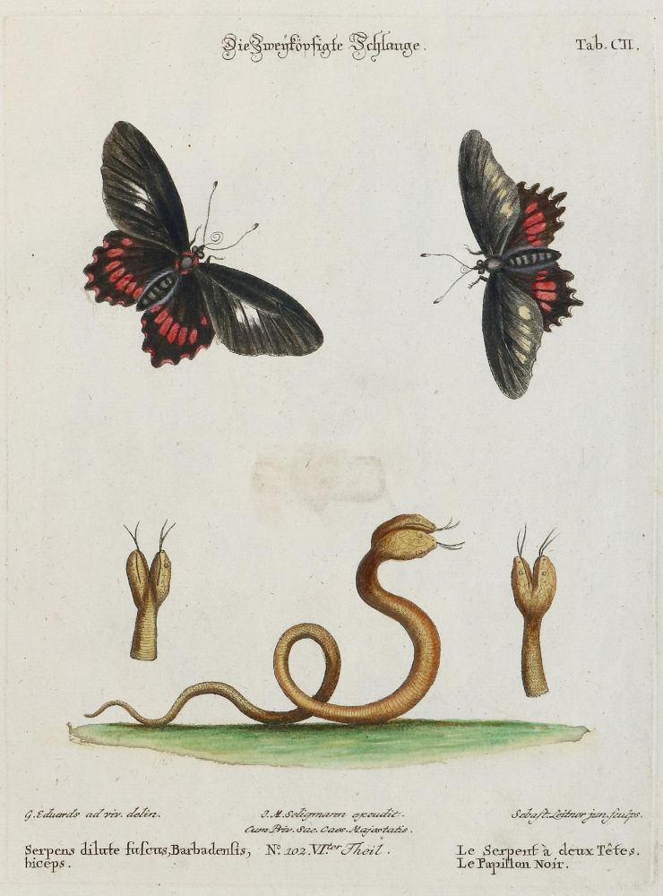 Große Abbildung Nr.1: 133-2291 Schlange.: (Varia, Zoologie)