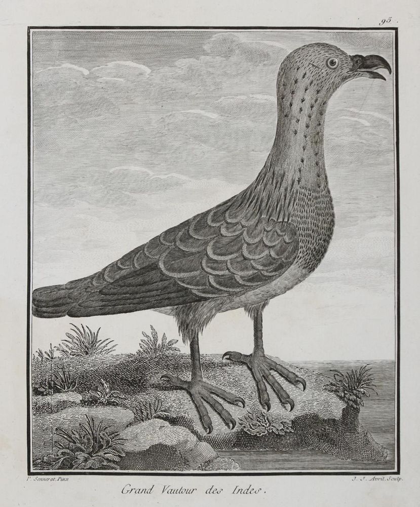 Große Abbildung Nr.3: 133-2293 Vögel.: (Varia, Zoologie)