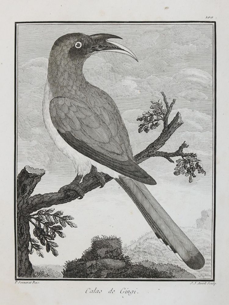 Große Abbildung Nr.7: 133-2293 Vögel.: (Varia, Zoologie)