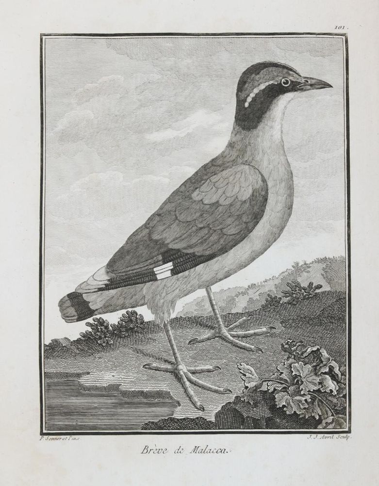 Große Abbildung Nr.8: 133-2293 Vögel.: (Varia, Zoologie)