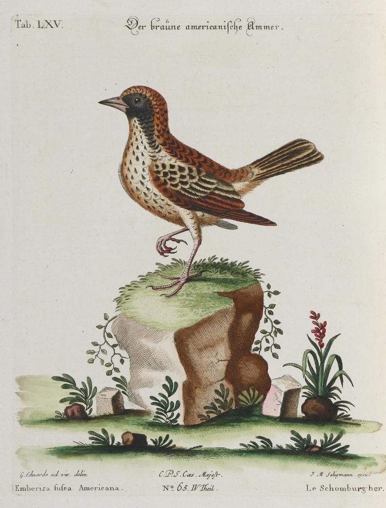 Große Abbildung Nr.1: 133-2295 Ammer.: (Varia, Zoologie, Vögel)