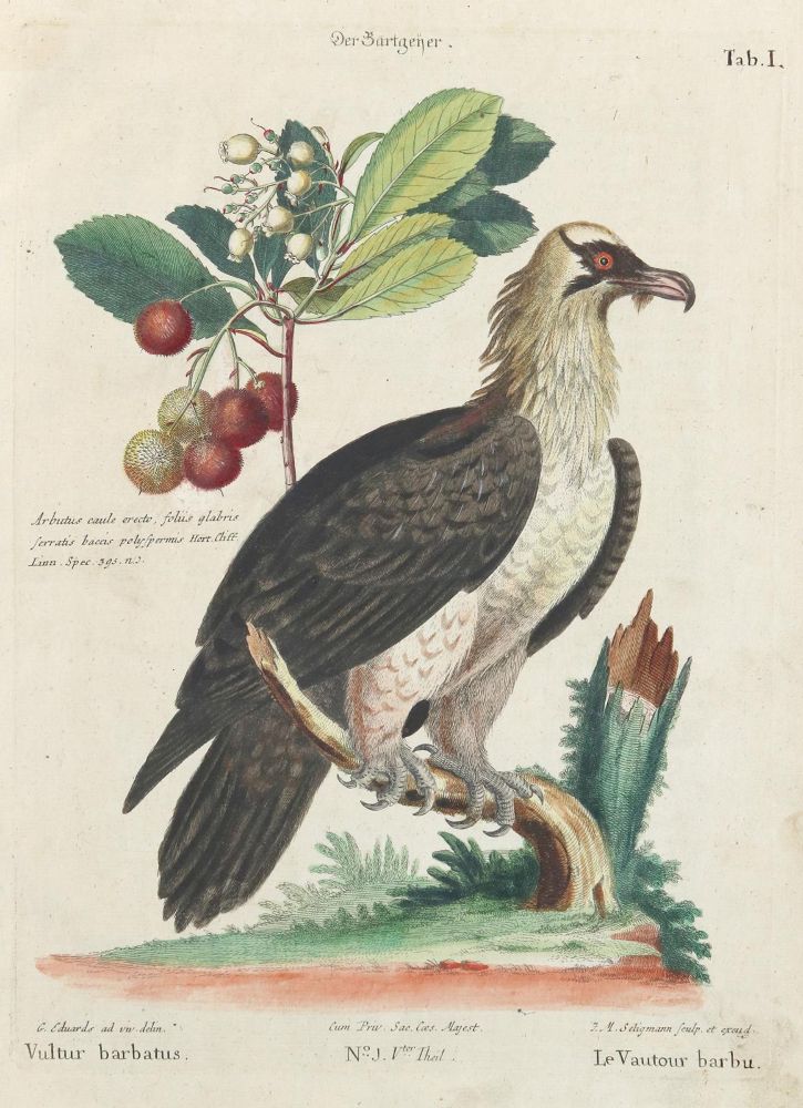 Große Abbildung Nr.1: 133-2297 Bartgeier.: (Varia, Zoologie, Vögel)