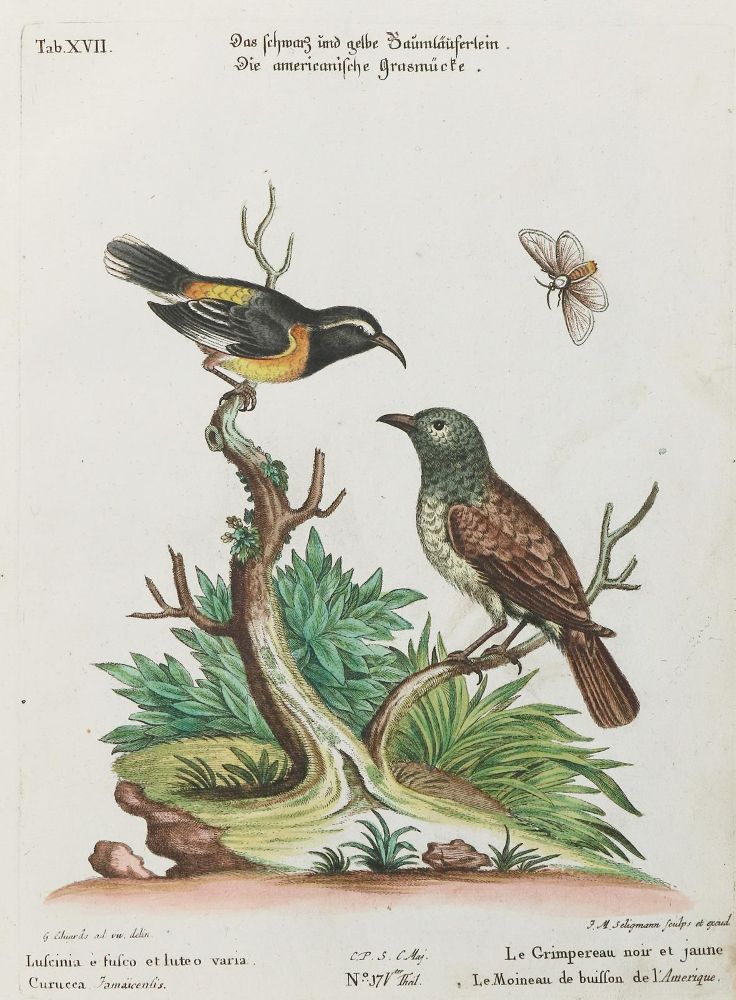 Große Abbildung Nr.1: 133-2298 Baumläufer.: (Varia, Zoologie, Vögel)