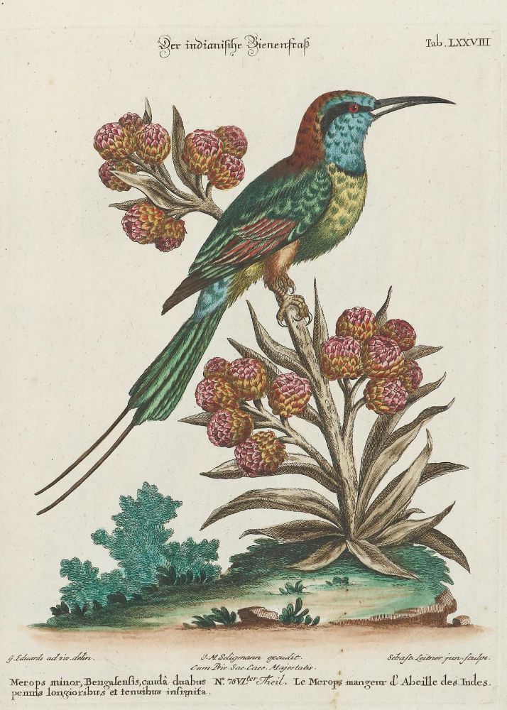 Große Abbildung Nr.1: 133-2300 Bienenfraß.: (Varia, Zoologie, Vögel)