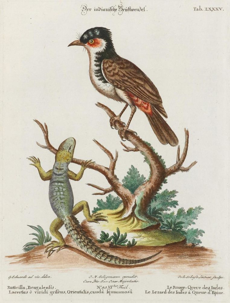 Große Abbildung Nr.1: 133-2301 Brustwenzel.: (Varia, Zoologie, Vögel)