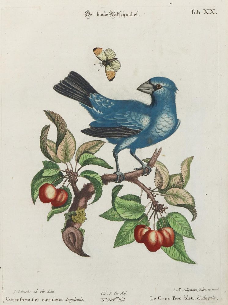 Große Abbildung Nr.1: 133-2302 Dickschnabel.: (Varia, Zoologie, Vögel)