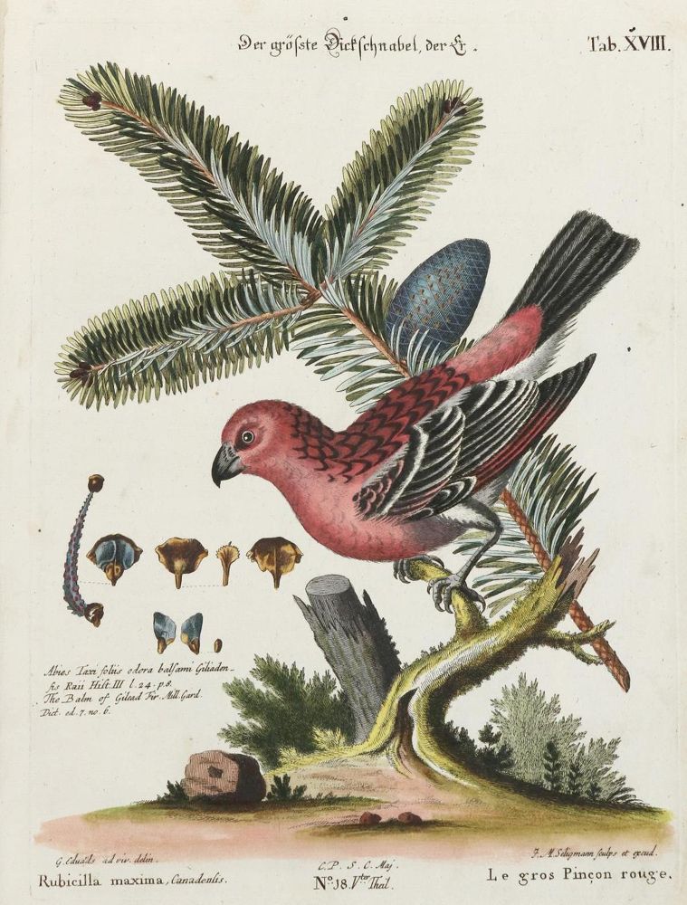 Große Abbildung Nr.1: 133-2304 Dickschnabel.: (Varia, Zoologie, Vögel)