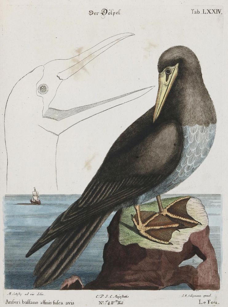 Große Abbildung Nr.1: 133-2305 Dölpel: (Varia, Zoologie, Vögel)