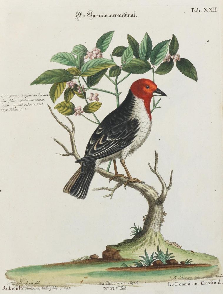 Große Abbildung Nr.1: 133-2307 Dominicanercardinal.: (Varia, Zoologie, Vögel)