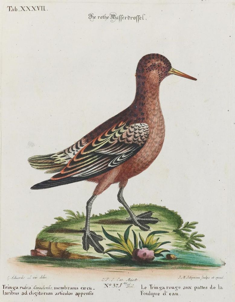 Große Abbildung Nr.1: 133-2308 Drossel.: (Varia, Zoologie, Vögel)