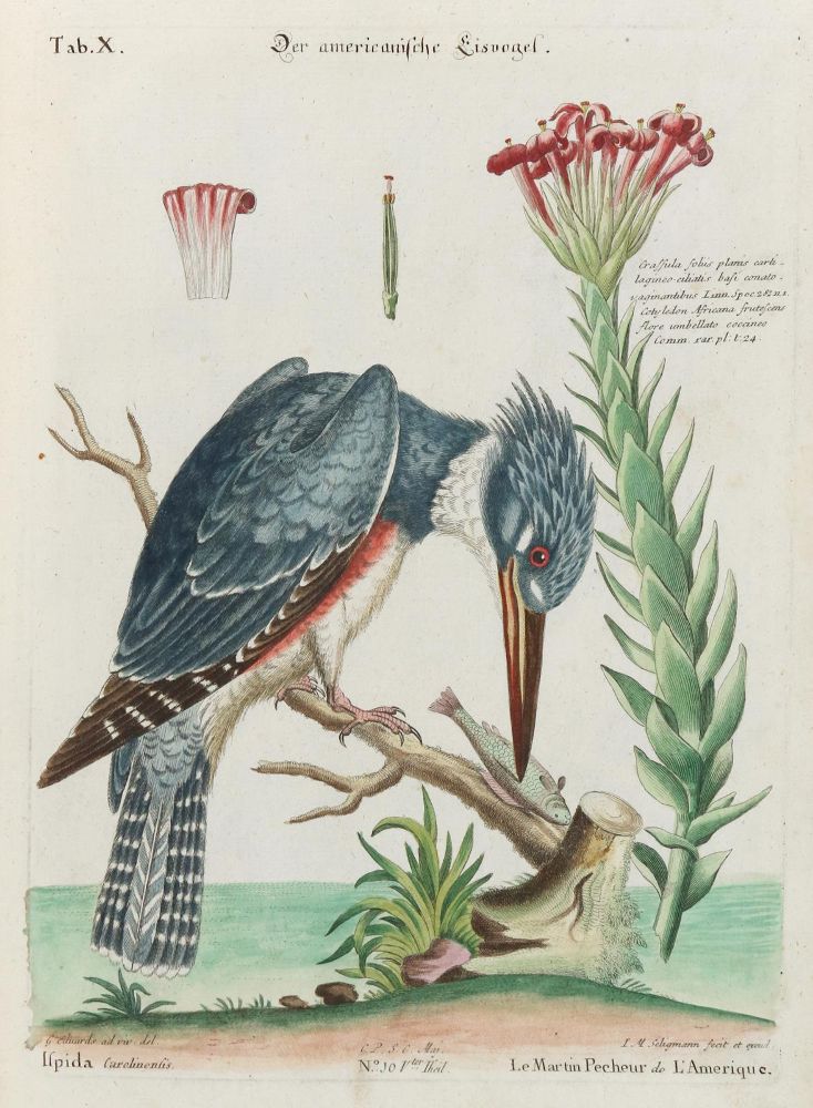 Große Abbildung Nr.1: 133-2313 Eisvogel.: (Varia, Zoologie, Vögel)