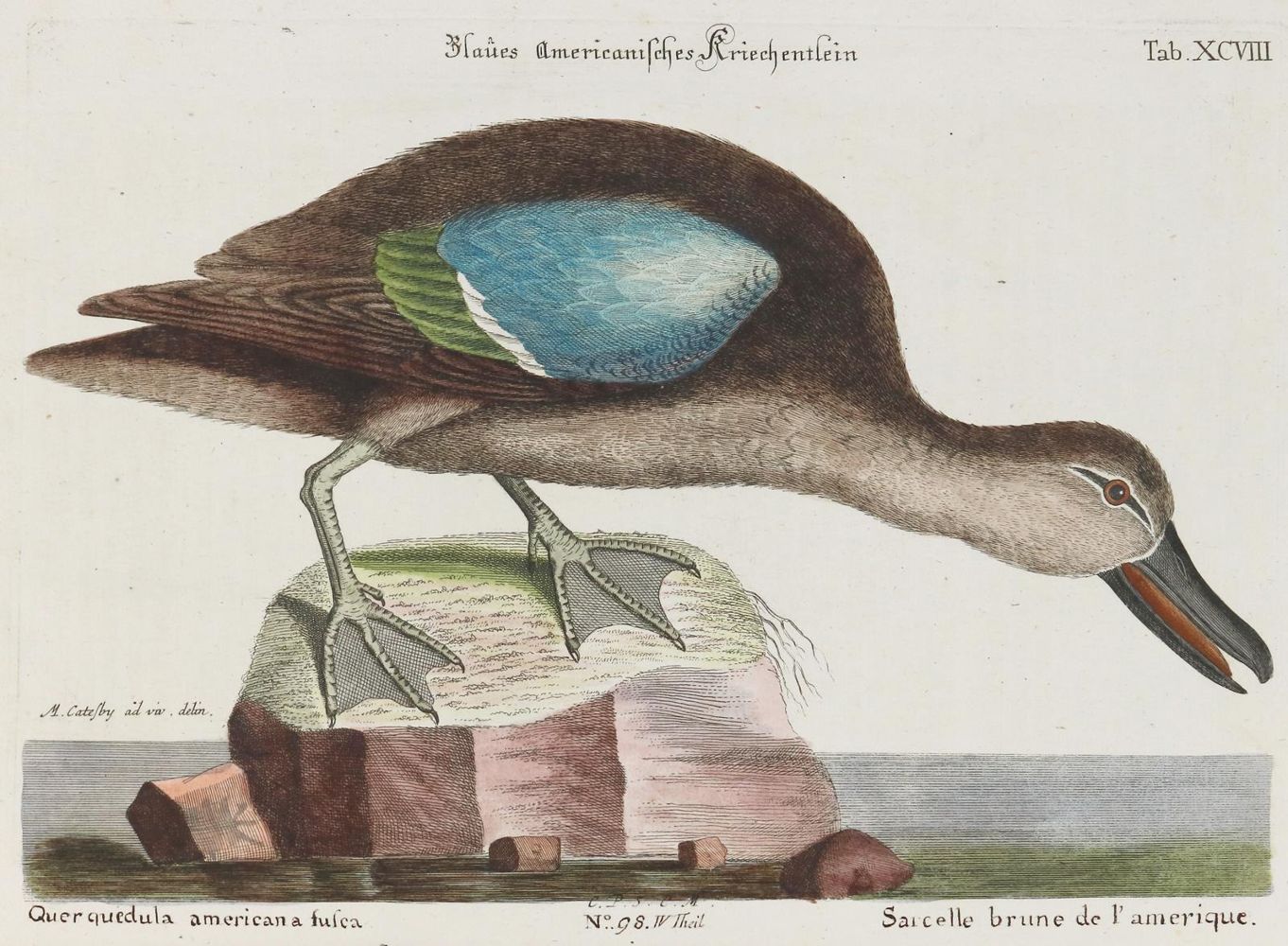 Große Abbildung Nr.1: 133-2318 Ente.: (Varia, Zoologie, Vögel)