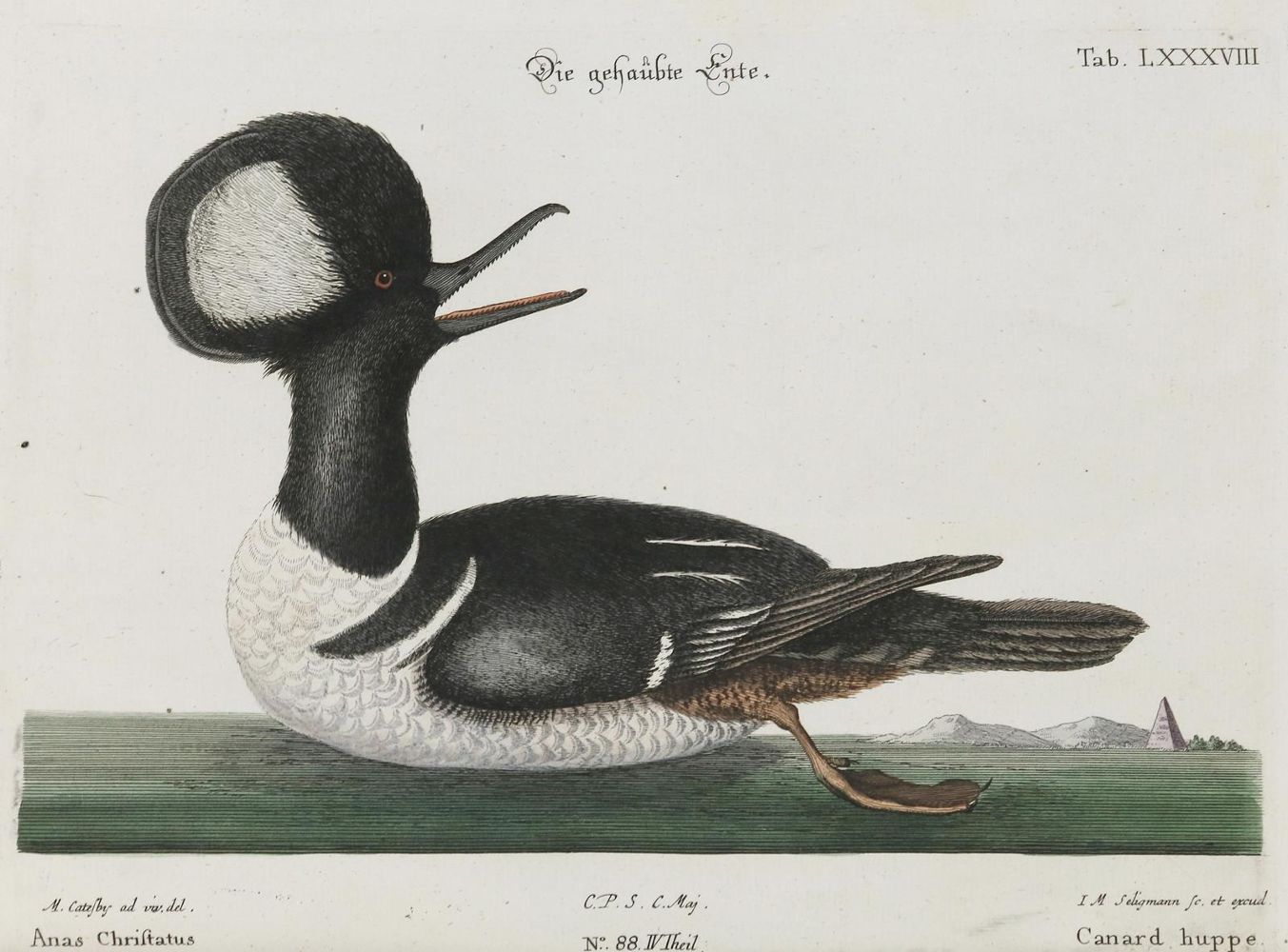 Große Abbildung Nr.1: 133-2323 Ente.: (Varia, Zoologie, Vögel)