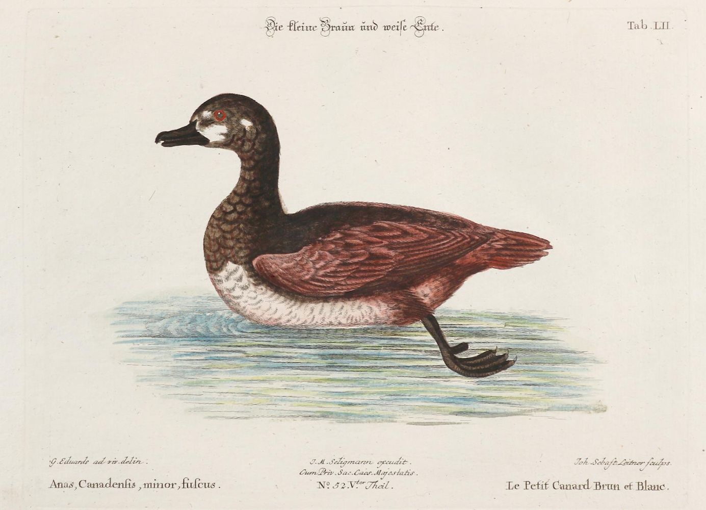 Große Abbildung Nr.1: 133-2325 Ente.: (Varia, Zoologie, Vögel)