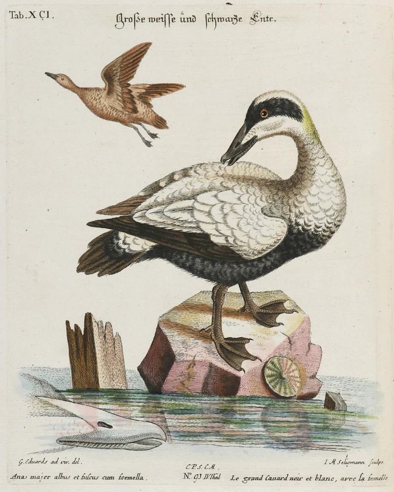 Große Abbildung Nr.1: 133-2332 Ente.: (Varia, Zoologie, Vögel)