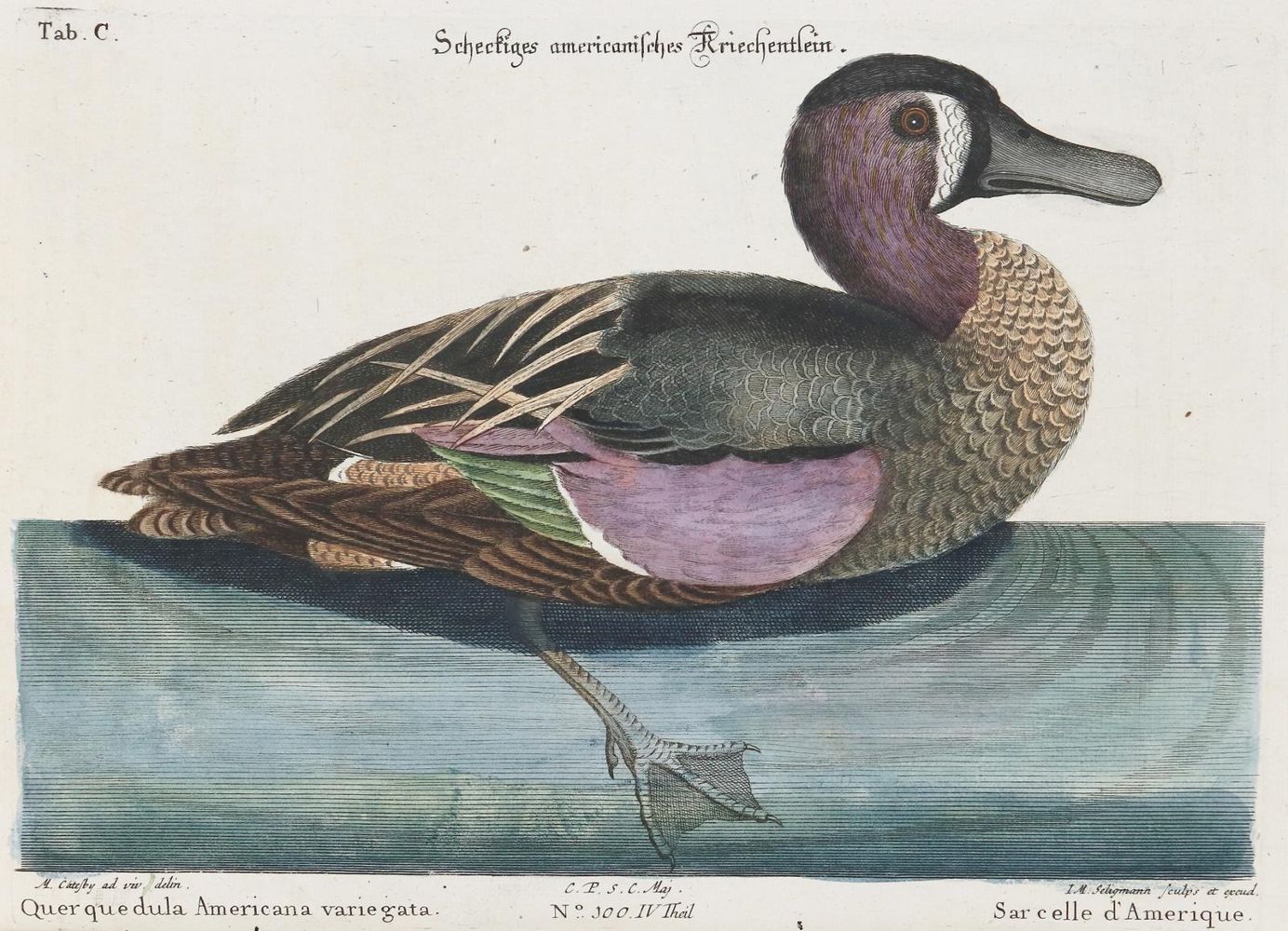 Große Abbildung Nr.1: 133-2334 Ente.: (Varia, Zoologie, Vögel)