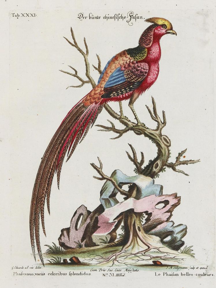 Große Abbildung Nr.1: 133-2335 Fasan.: (Varia, Zoologie, Vögel)
